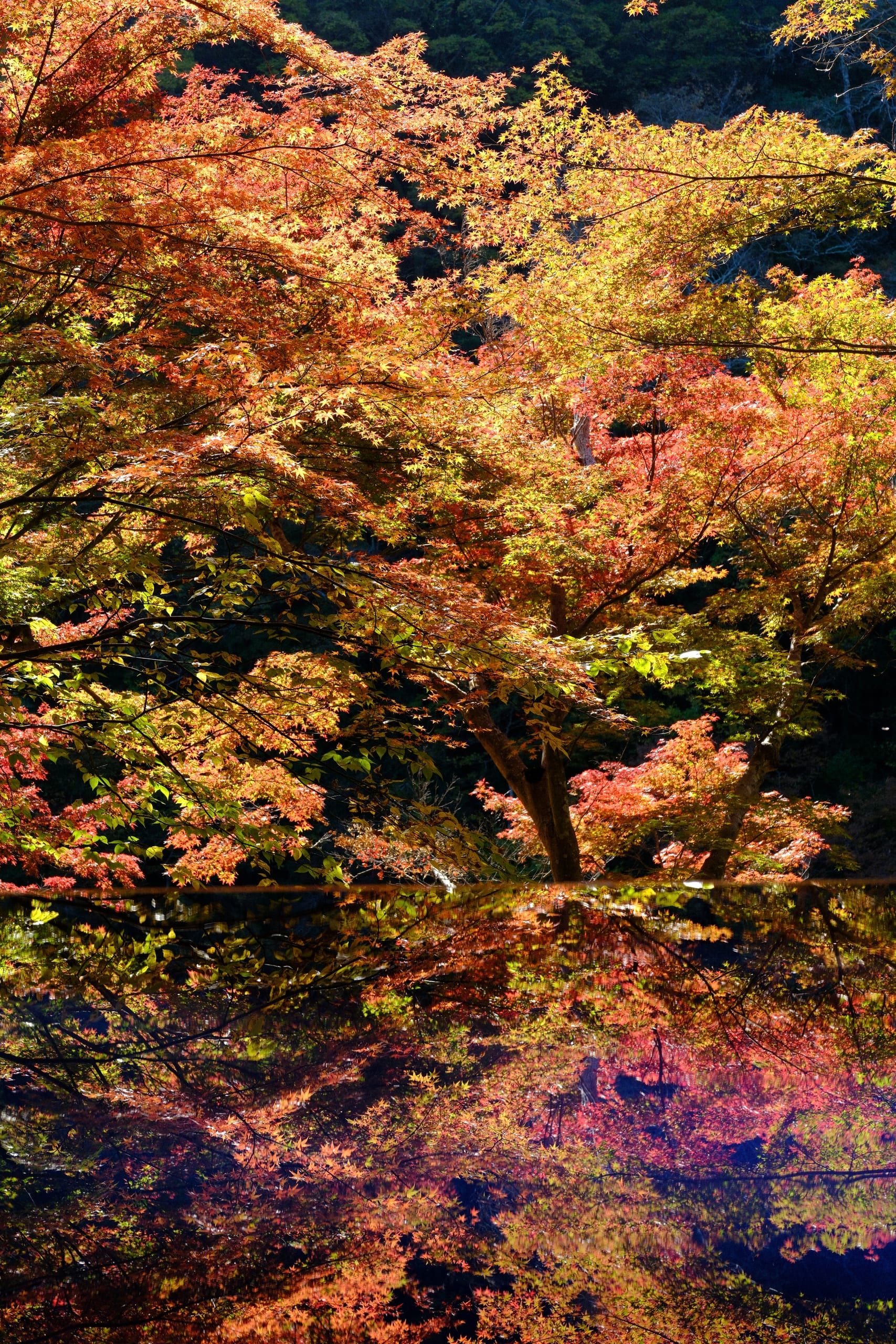 Beautiful Japan.